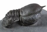 Huge Eyed Trilobite (Cyclopyge) Fossil - Exceptionally Large #346039-1